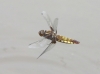 J16_2094 Libellula depressa fem flight